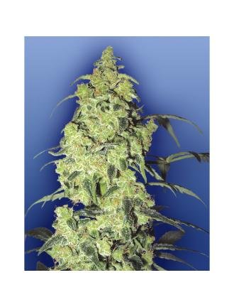 White Widow 5 semillas feminizadas