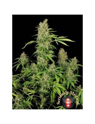 CBD-Chronic 6 semillas feminizadas