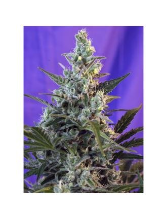 Sweet Skunk Fast Version 5 semillas feminizadas