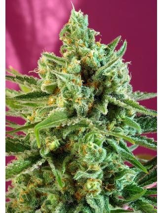 S.A.D Sweet Afgani Delicious CBD 3+1 3+1 Semillas feminizadas