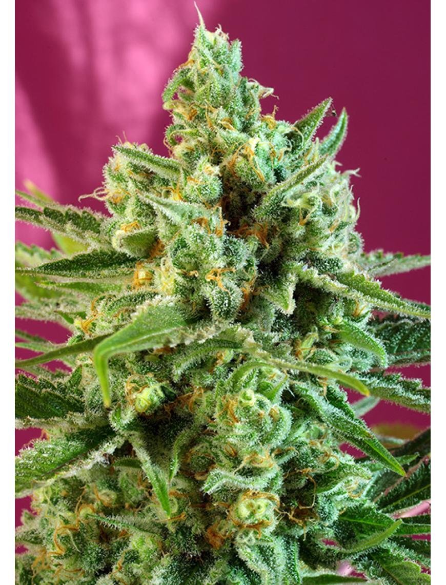 S.A.D Sweet Afgani Delicious CBD 3+1 3+1 Semillas feminizadas