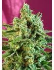 S.A.D Sweet Afgani Delicious CBD 3+1 3+1 Semillas feminizadas