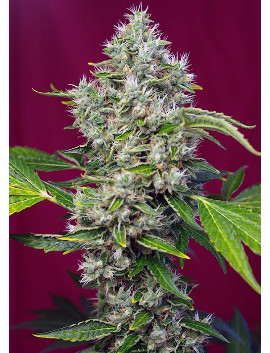 San Fernando Lemon Kush 3+1 3+1 Semillas feminizadas