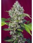 San Fernando Lemon Kush 3+1 3+1 Semillas feminizadas