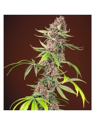 Red Mandarine F1 FV 5+2 5+2 Semillas feminizadas