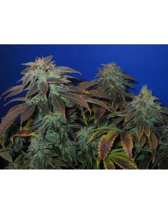 Heavy Duty Fruity 5 semillas regulares