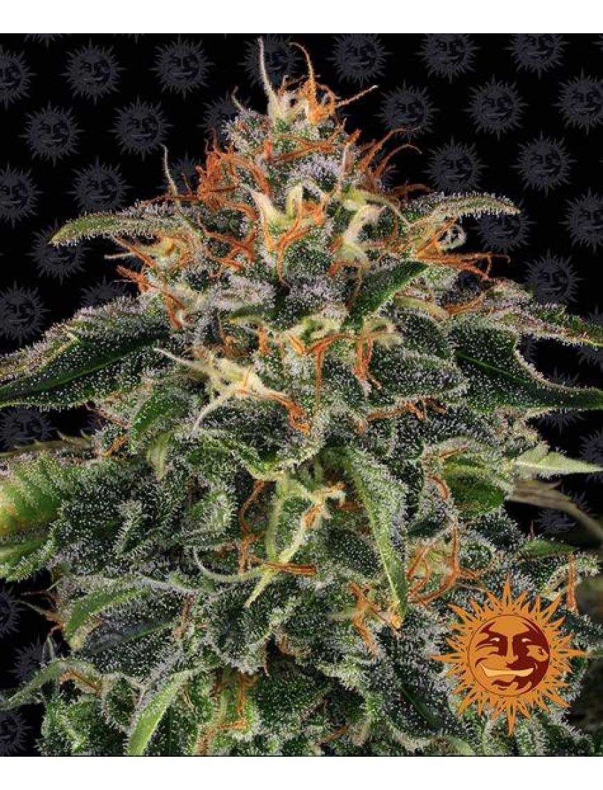 Moby Dick 10 Fem