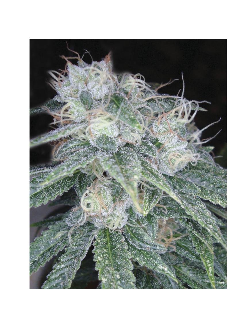 Sour Diesel 6 semillas feminizadas