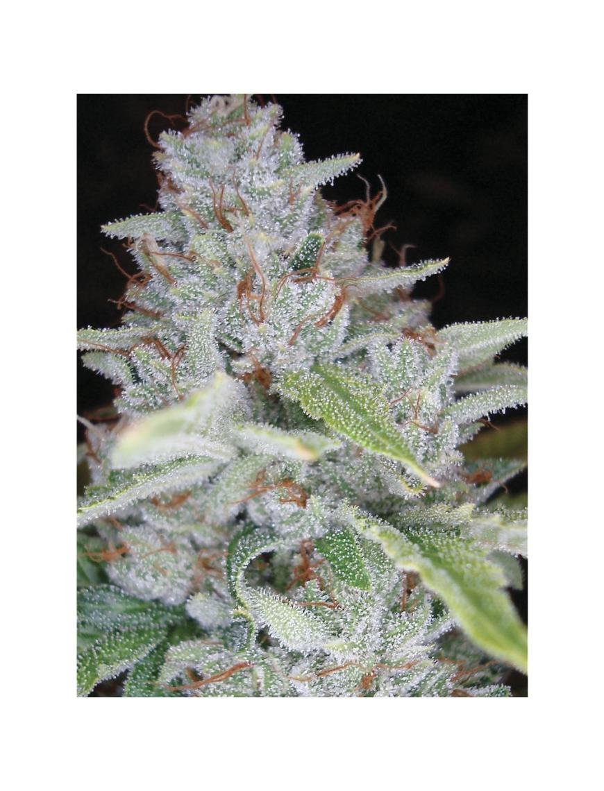 Skywalker Kush 3 semillas feminizadas