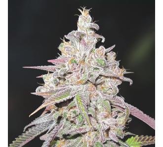 Medical Seeds